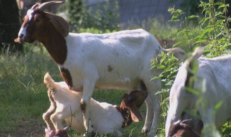 Kozarstvo u Lici gubi bitku s komercijalnom proizvodnjom