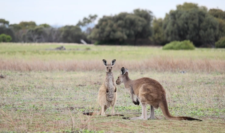 Za Zapadnu Australiju upozorenje zbog ekstremnog toplinskog vala