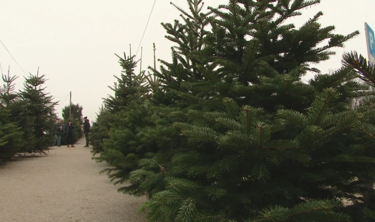 Počela prodaja božićnih drvaca