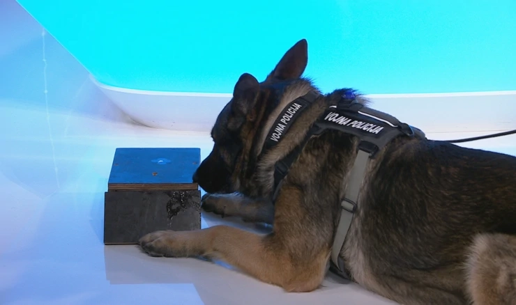 Vojno-policijski pas Sony
