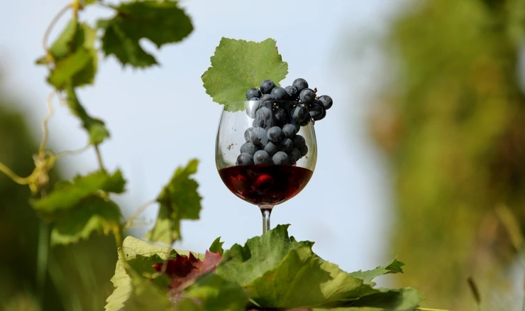Ilustracija - grožđe i vino
