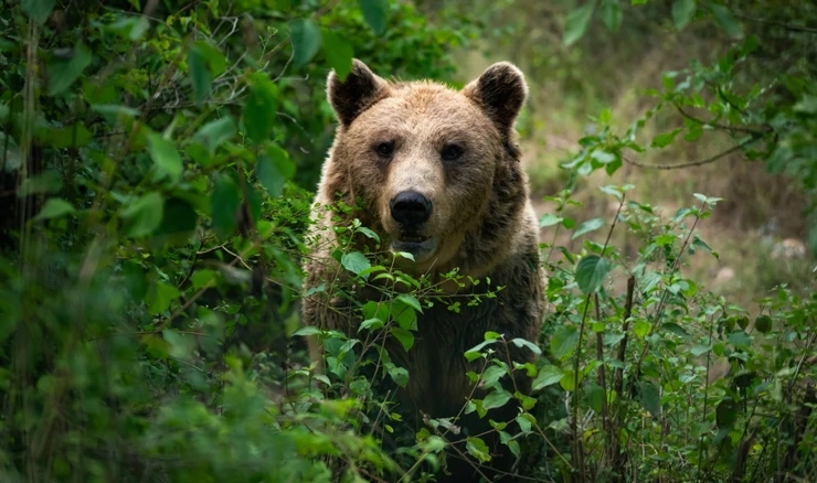 Japan na divlje medvjede poslao vojsku