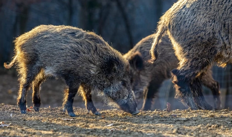 Nastavlja se odstrel divljih svinja