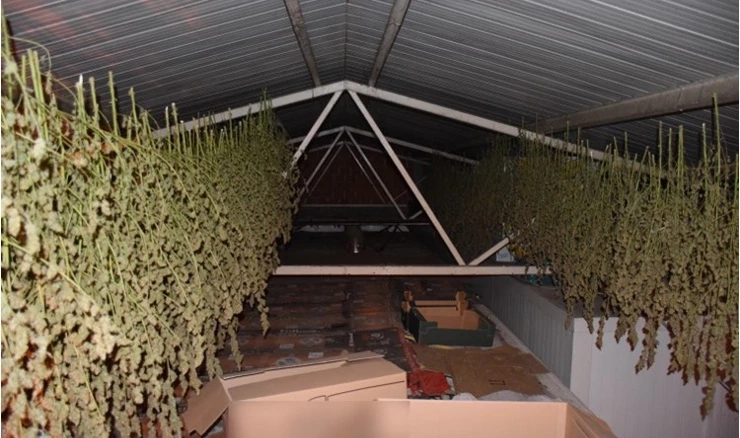 Stabljike konoplje ilustracija