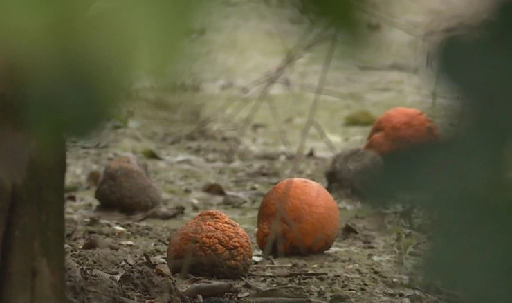 Mandarine preostale nakon berbe 