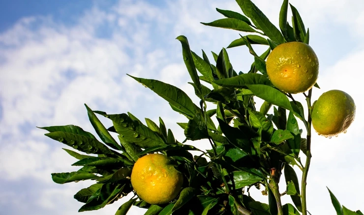 Berba mandarina