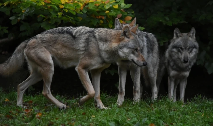 Vukovi u čoporu 