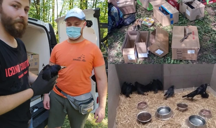 Spašavanje ptica nakon nevremena