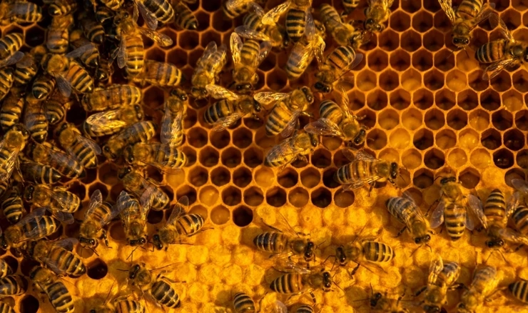 Pomor pčela u naseljima u okolici Vukovara