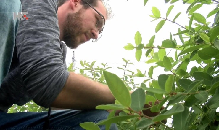 Nikola bere svoje prve sibirske borovnice