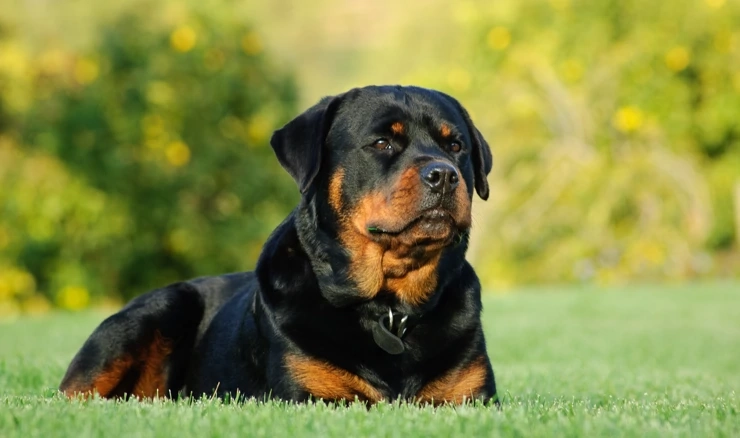 Rottweiler 