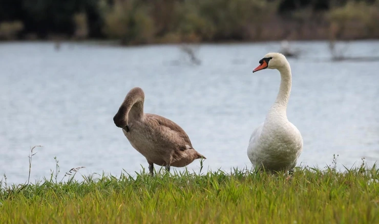 Labudovi, Šoderica, 17. kolovoza 2025.