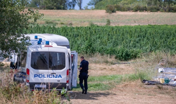 Agrnom krivi sušu za povećan postotak THC-a u biljkama