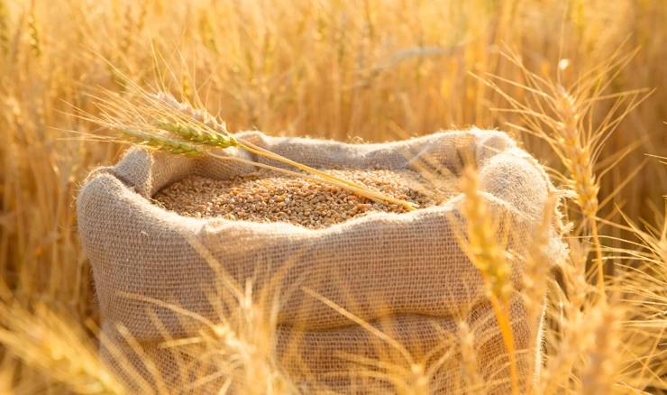 Rusija besplatno poslala afričkim zemljama 200.000 tona žita