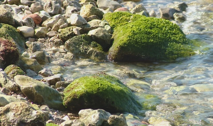 Fekalije na plaži u Zadru