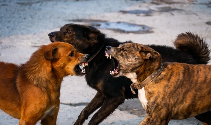 Optužnica tereti vlasnika više pasa mješanaca da iste nije držao u ograđenom prostoru