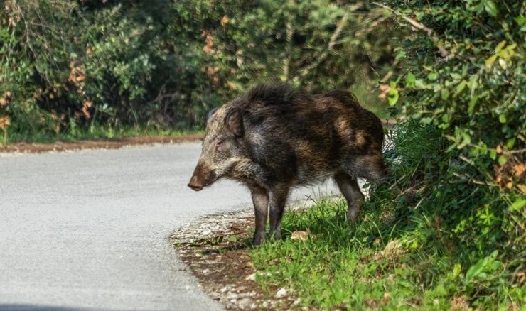 Naknada za odstrel divljih svinja