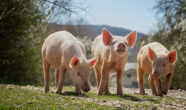 Nema novih slučajeva ASK
