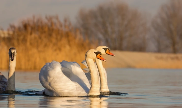 Influenca divljih ptica na području Koprivničko- križevačke županije