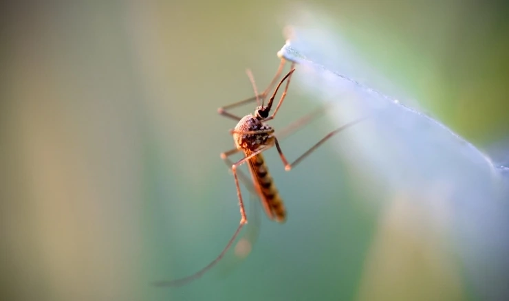 Virus Zapadnog Nila uglavnom šire komarci među divljim pticama