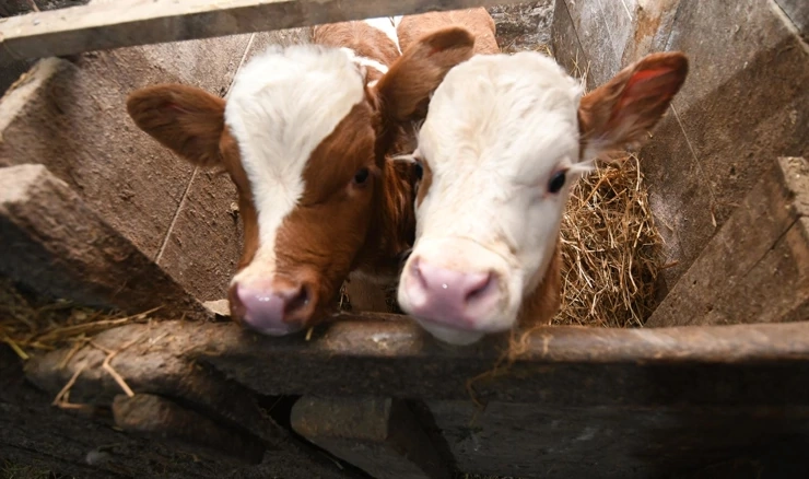 Nova naredba o mjerama protiv slinavke i šapa