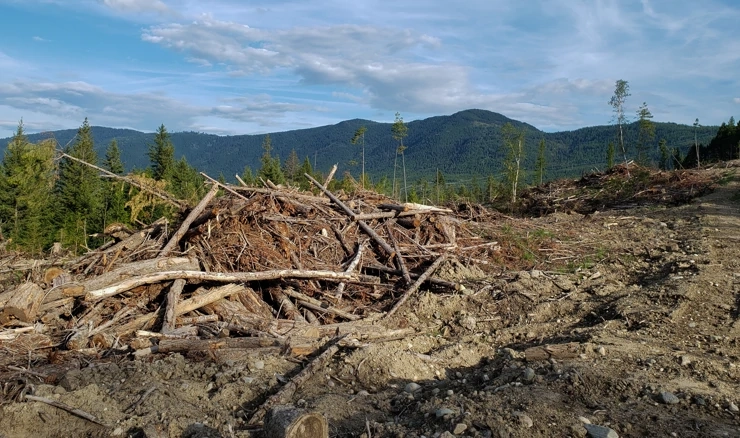 Pustošenje šuma 