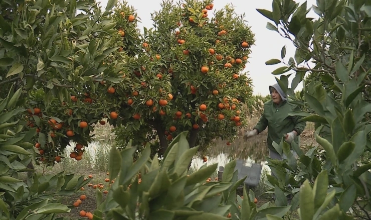 Završetak berbe mandarina