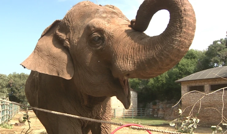 Lanka, posljednja slonica u Hrvatskoj