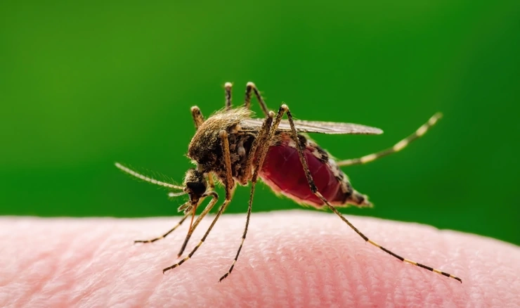 Grčka bilježi nagli porast zaraženih virusom zapadnog Nila