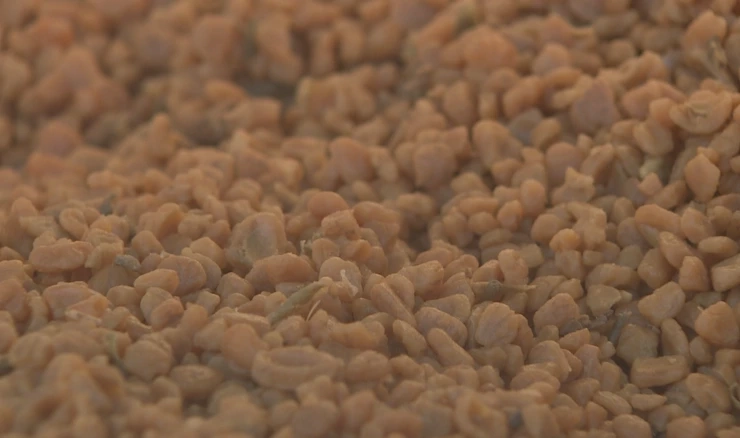 Grijanje na koštice masline