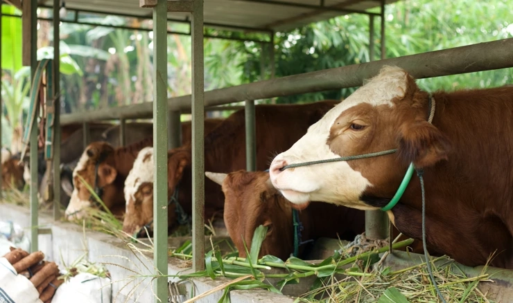 Pojava slinavke i šapa 
