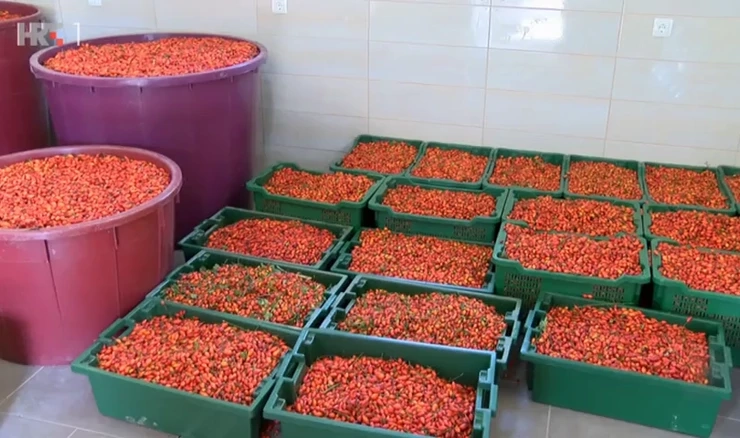 Procvat divljeg šipka: Znate li da ima više vitamina C od limuna?