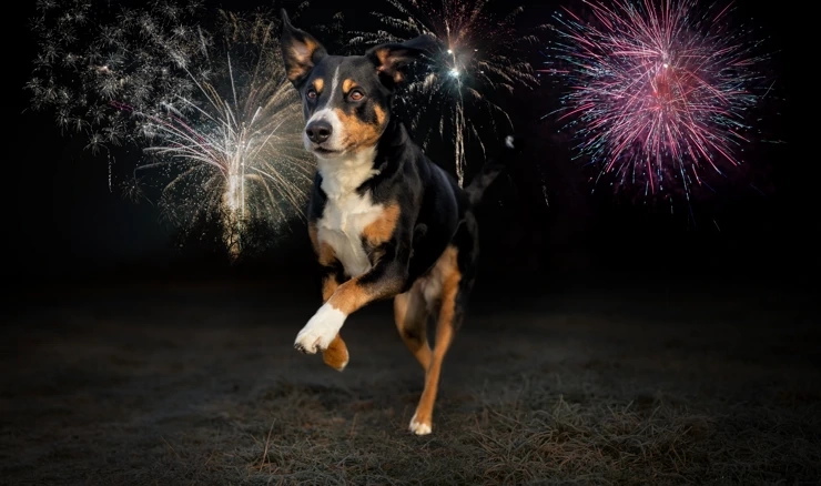 Za novu godinu bez vatrometa