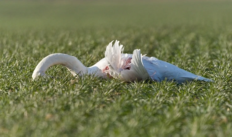 Ptičja gripa u laabudova