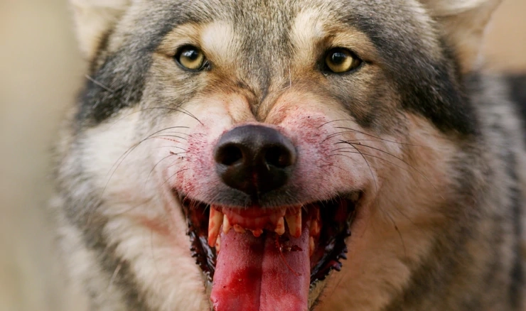 Vukovi opet napadaju 