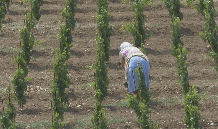 Višemjesečna suša pogodila vinare i vinogradare na Kvarneru
