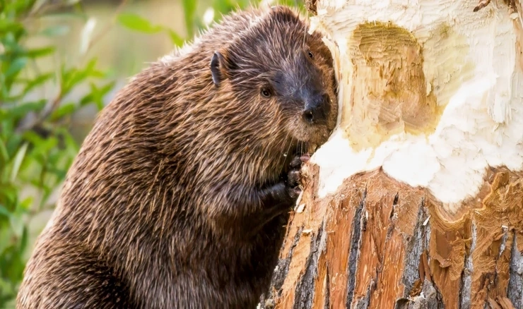 Dabrova nije bilo cijelo stoljeće, a sada su preplavili Hrvatsku