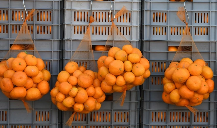 Slabiji urod mandarina