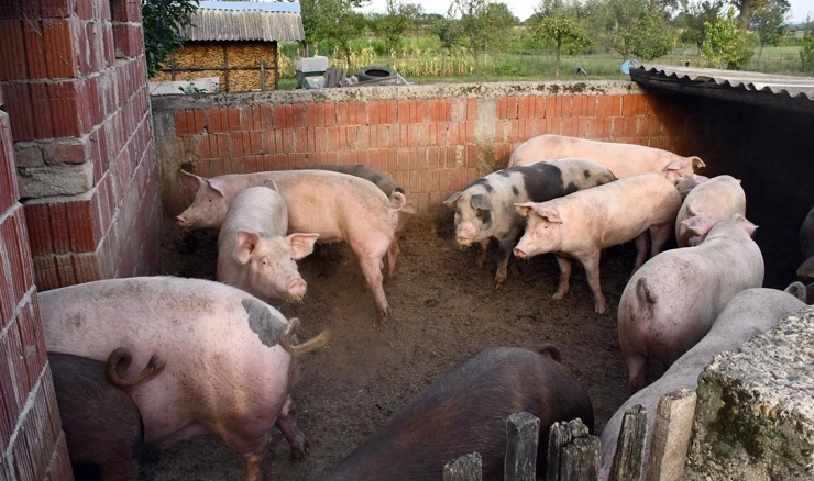 U 2025. porastao broj svinja