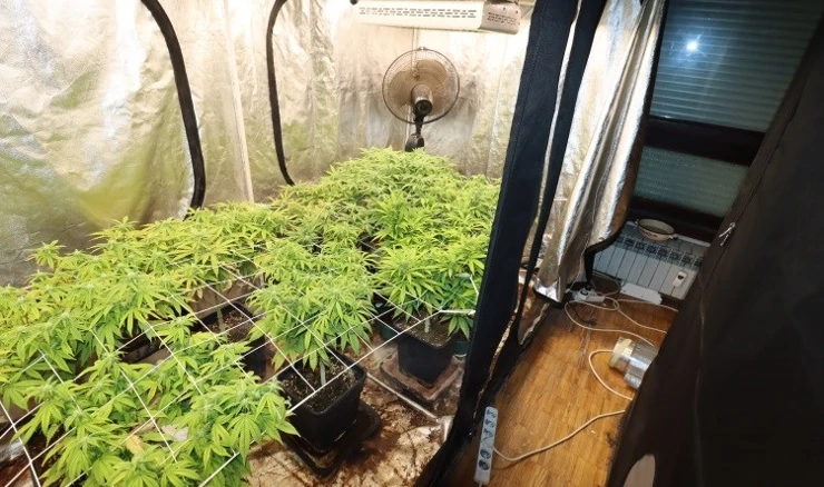 Uzgoj marihuane u laboratorijskim uvjetima