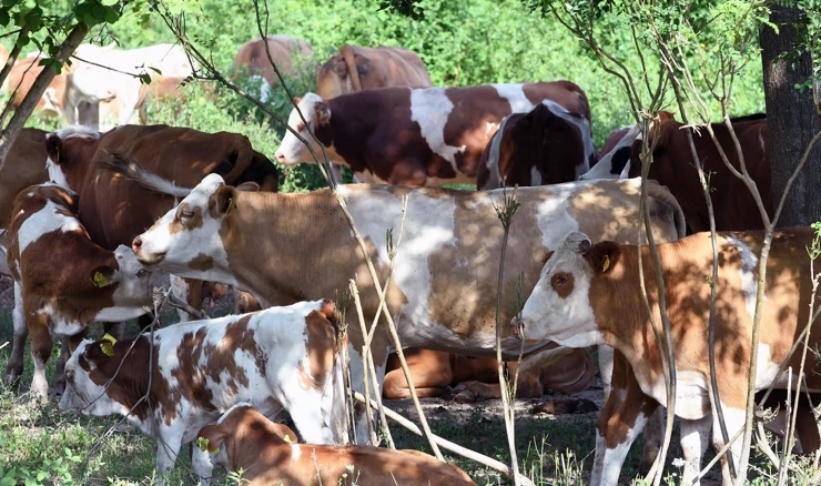 Nakon 11 godina tursko tržište otvoreno za izvoz hrvatskih goveda
