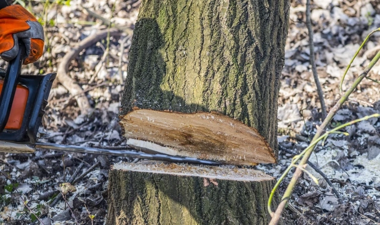 Muškarac poginuo pri rušenju stabla