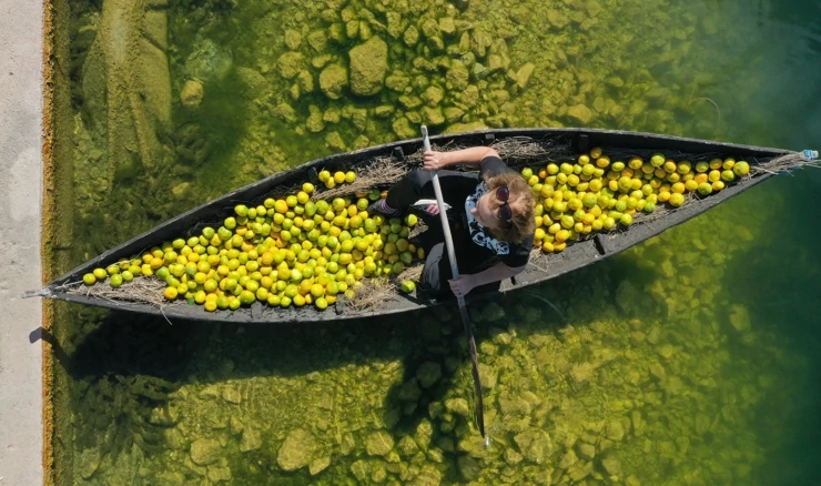  Opuzen: Prijevoz ubranih mandarina Neretvom u lađi trupici 