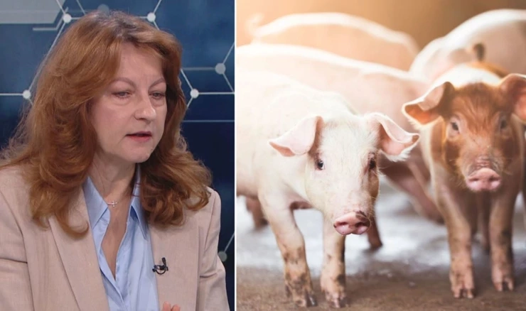 Tatjana Karačić o afričkoj svinjskoj kugi 