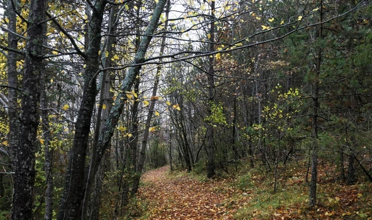 Šuma