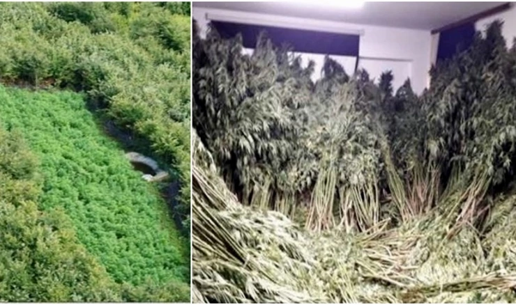 Zaplijenjene stabljlike marihuane