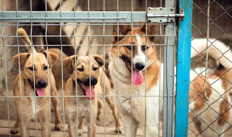 EU uvodi nova pravila za zaštitu mačaka i pasa od zlostavljanja
