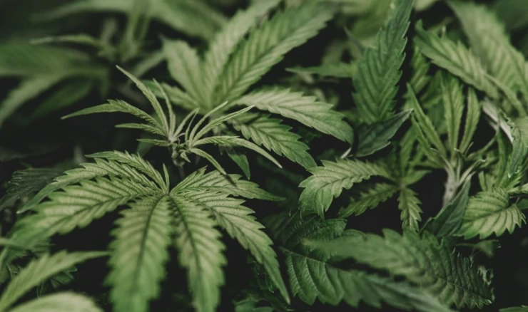 Marihuana, ilustracija