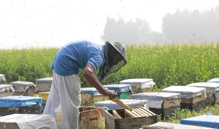 Novi pravilnik o držanju pčela nanosi štetu pčelarima