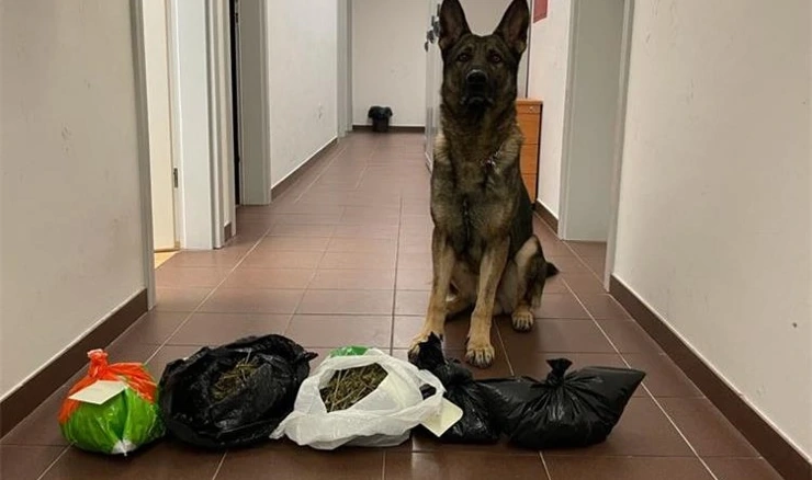 Policijski pas Boy 